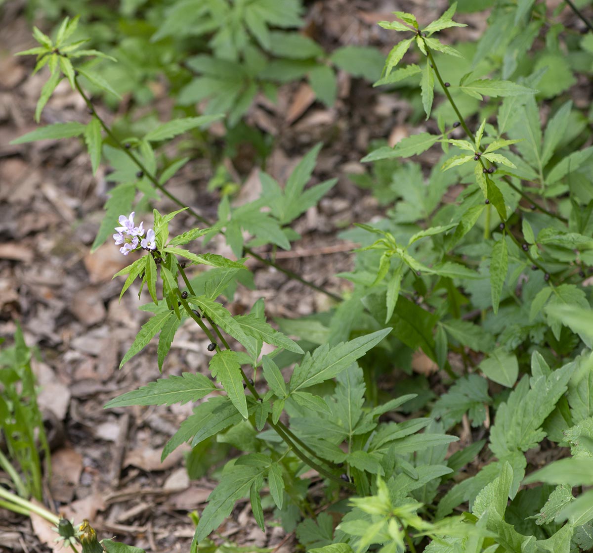 Habitus